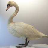 Cigno imbalsamato e esposto al Museo delle Scienze Naturali a Prato